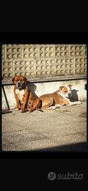 Cucciolo AMERICAN STAFFORDSHIRE TERRIER