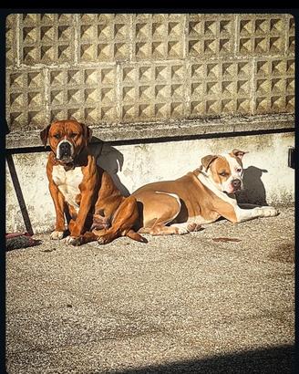 Cucciolo AMERICAN STAFFORDSHIRE TERRIER