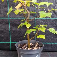 Pianta pre Bonsai di Liquidambar F.95
