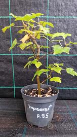 Pianta pre Bonsai di Liquidambar F.95