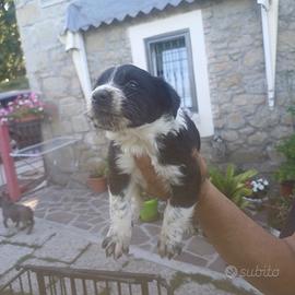 Border collie