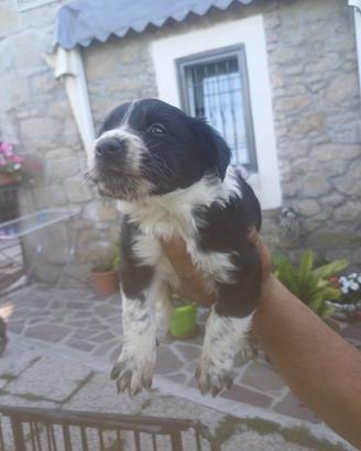 Border collie