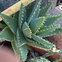 Pianta grassa sottospecie aloe