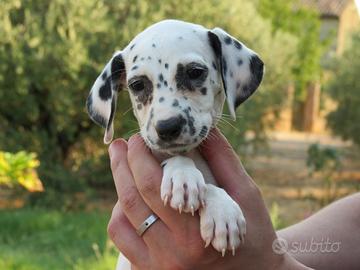 Disponibile cucciola dalmata