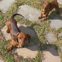 Cucciolo di bassotto