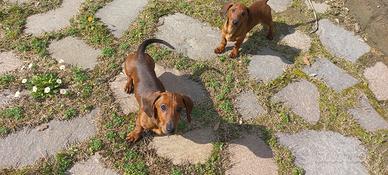 Cucciolo di bassotto