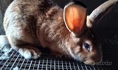Coniglio di 7 mesi