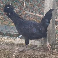 Galli
