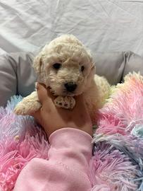 Barboncini varie colorazioni