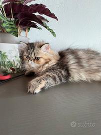 Cuccioli di persiano