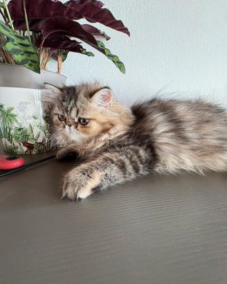 Cuccioli di persiano