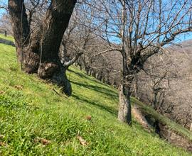 Castagneto-bosco