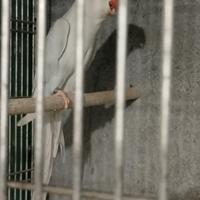 Parrocchetto Femmina Adulta