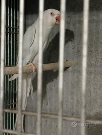 Parrocchetto Femmina Adulta