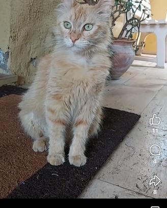 Adozione gattini