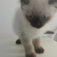 Gatti maschi sacro Birmano