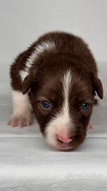 Border collie