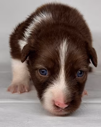 Border collie