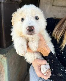 Dotto super cucciolone di 50 giorni