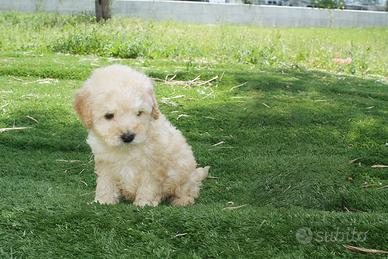 Maltipoo albicocca