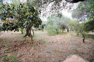 Baldinca - oliveto con magazzino