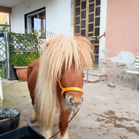 Miny pony