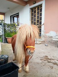 Miny pony