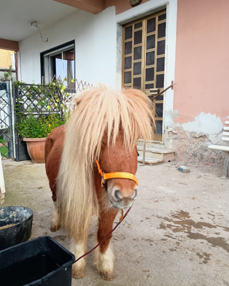 Miny pony