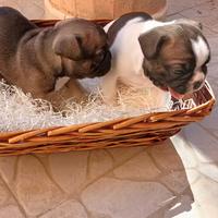 Bulldog francesi