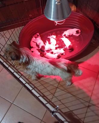 Jack Russell ruvidi