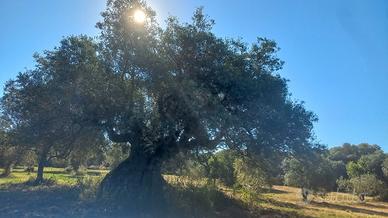Oliveto paulilatino