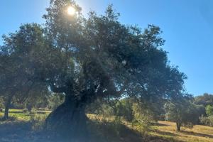 Oliveto paulilatino