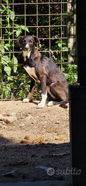 Mix smooth collie femmina