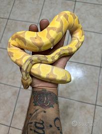 Pitone reale Banana maschio