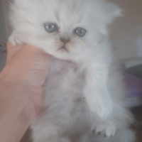 Gatti persiani chinchilla