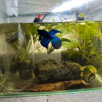 Pesce combattente maschio