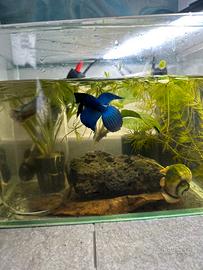 Pesce combattente maschio