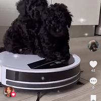 Barboncini toy
