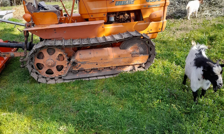 Trattore Fiat 455 cingolato