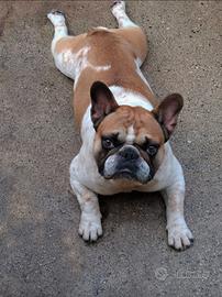 Bulldog Francese monta