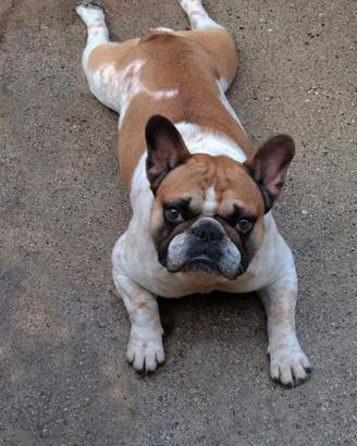 Bulldog Francese monta