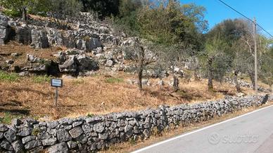 Oliveto in produzione