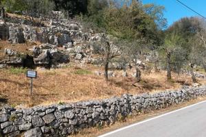 Oliveto in produzione