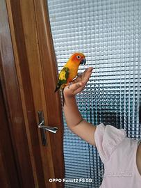 Pappagallo conuro del sole