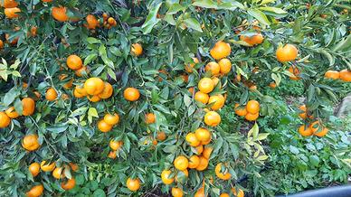 Agrumeto a mandarini tardivi c.da Landro Misilmeri