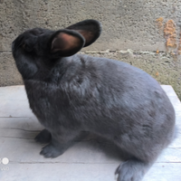 Conigli razza ed incroci