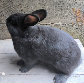 Conigli razza ed incroci