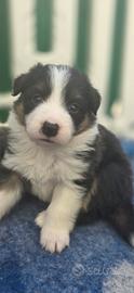 Border collie tricolore