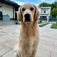 Golden retriever femmina per riproduzione