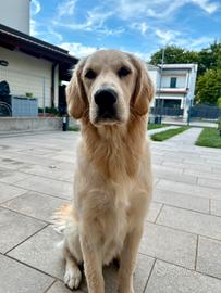 Golden retriever femmina per riproduzione